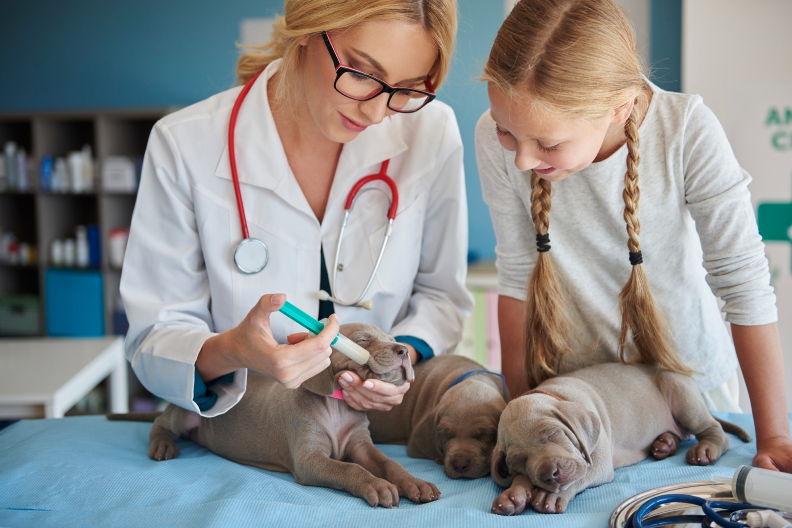 veterinar-caine-medicament