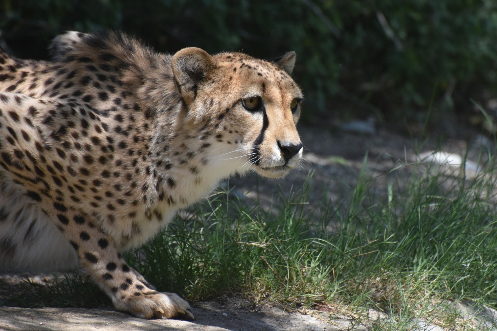 un ghepard sta la panda