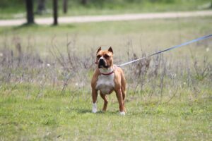 amstaff