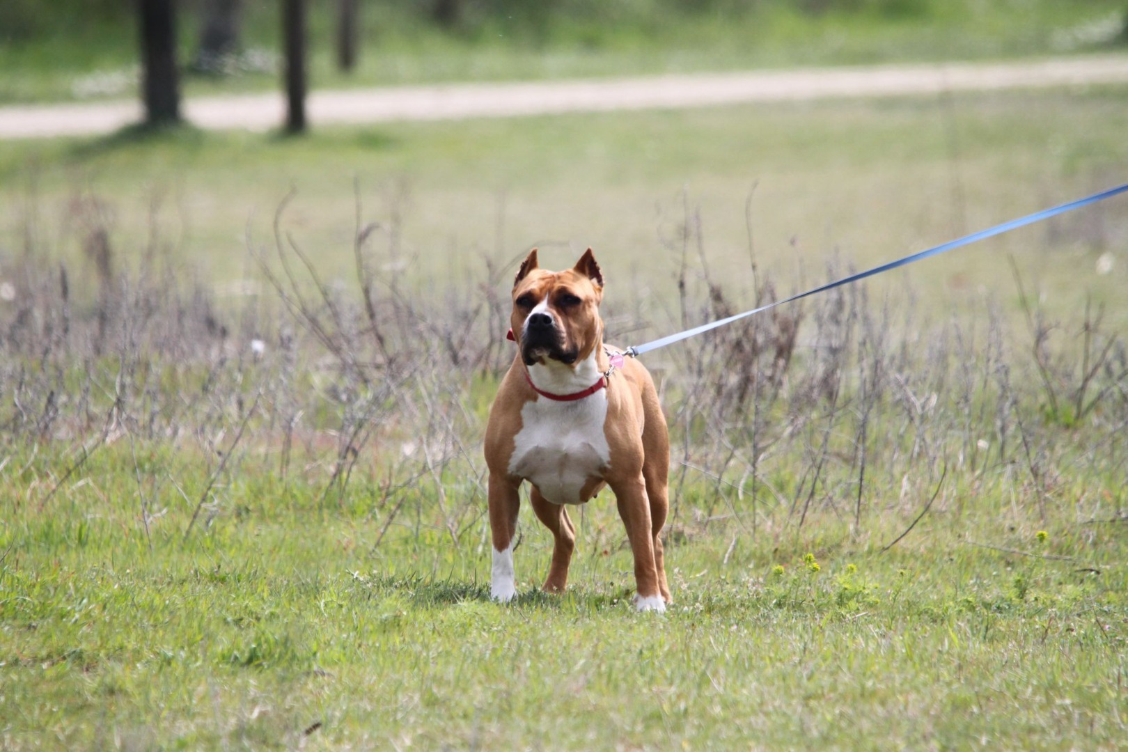 amstaff