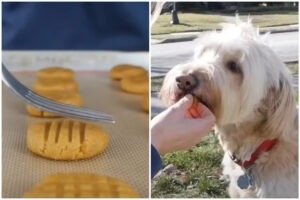 Colaj cu câinele charlie și biscuiti