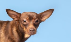 Câine cu urechile mari