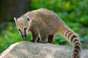 coati