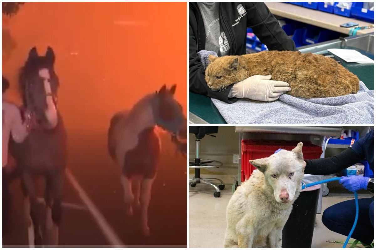 Colaj cu animale afectate de incendiu