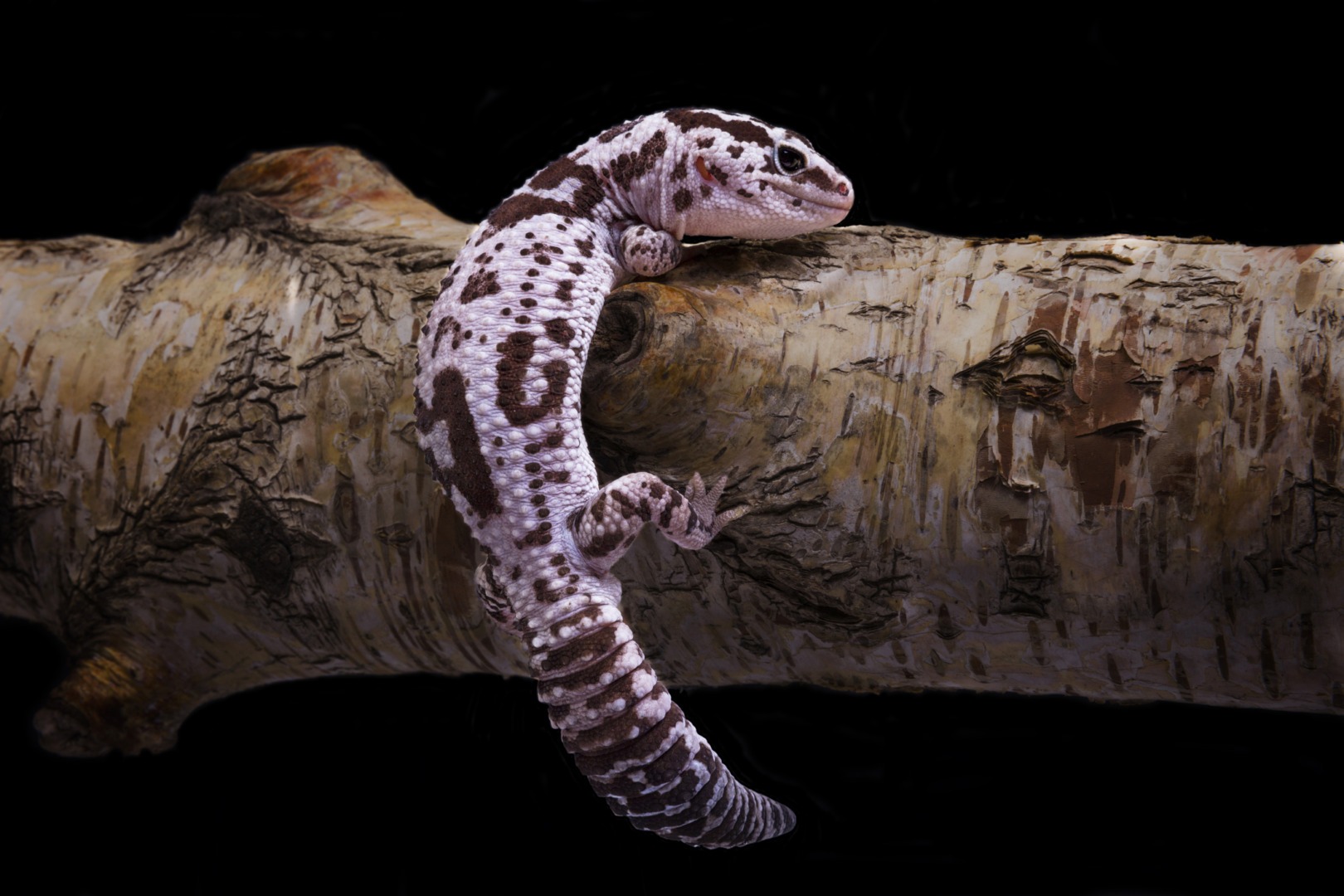 gecko african cu coada groasa