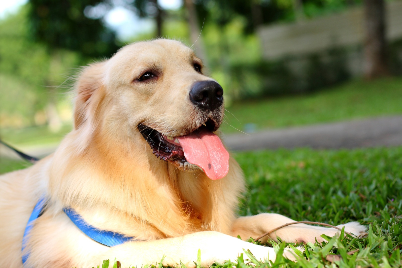 caine golden retriever in iarba