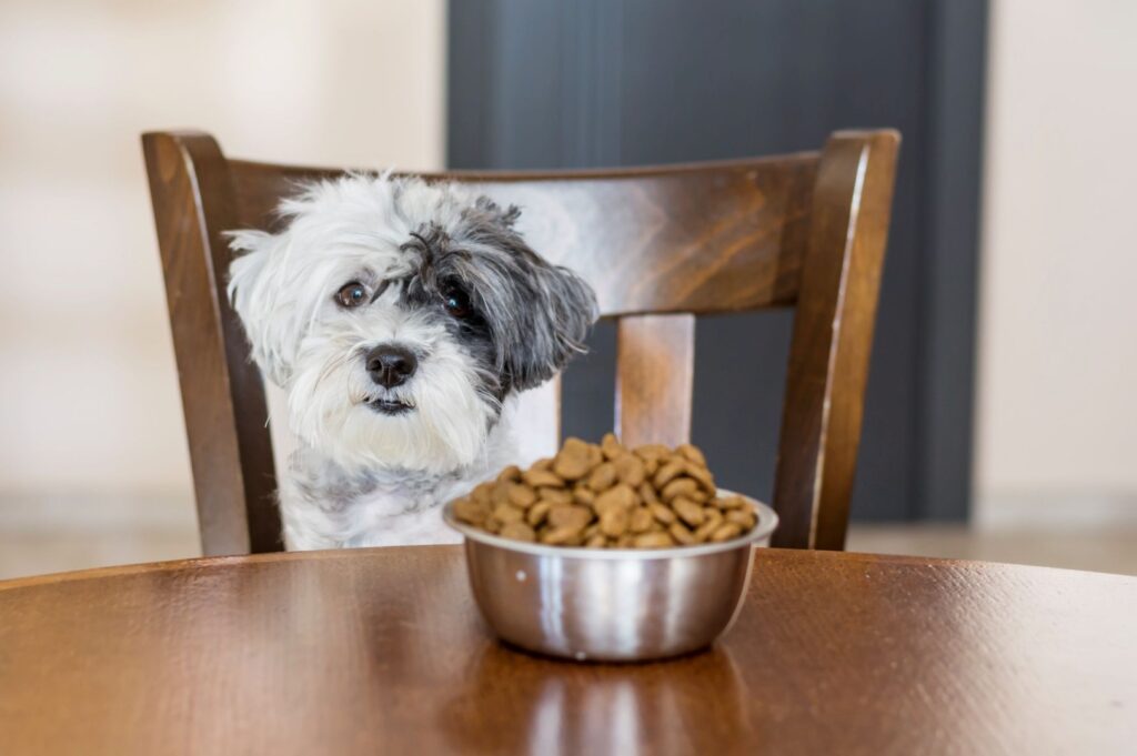 Un câine stă la masă, în fața unui bol cu hrană