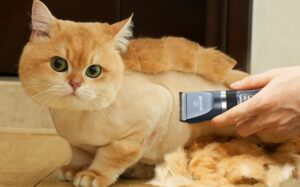 Pisică portocalie tunsă