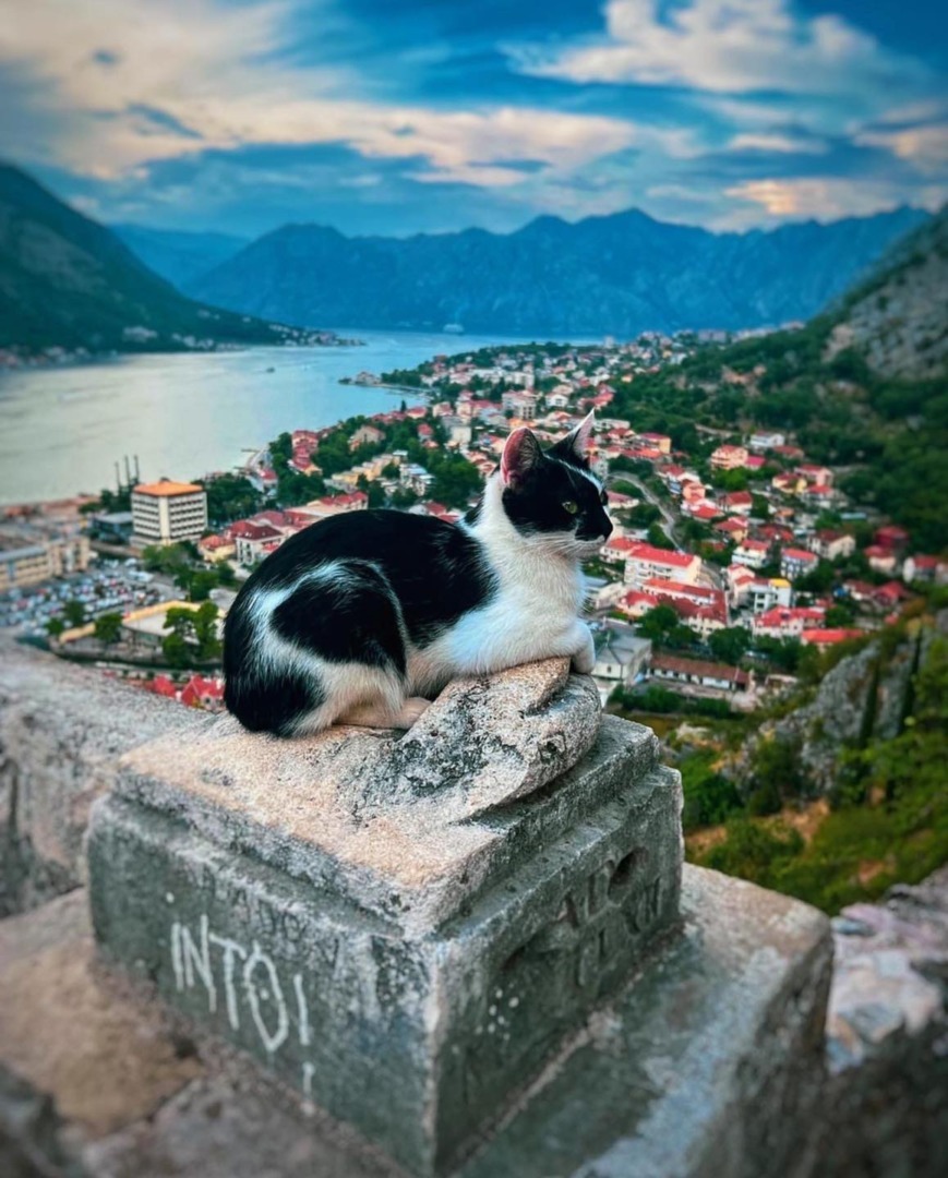 sursa foto: Facebook Kotor Kitties