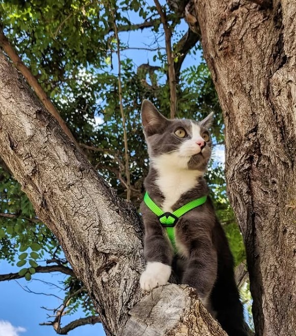 sursa foto: Instagram parsleytheadventurekitty