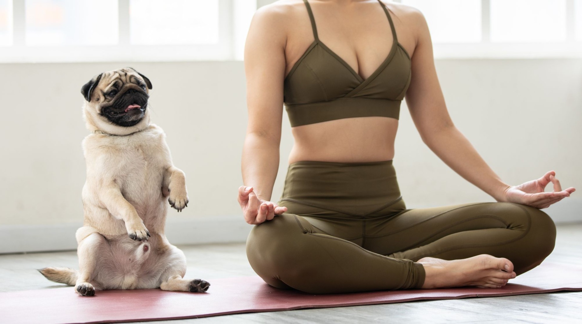 sesiune de pet yoga