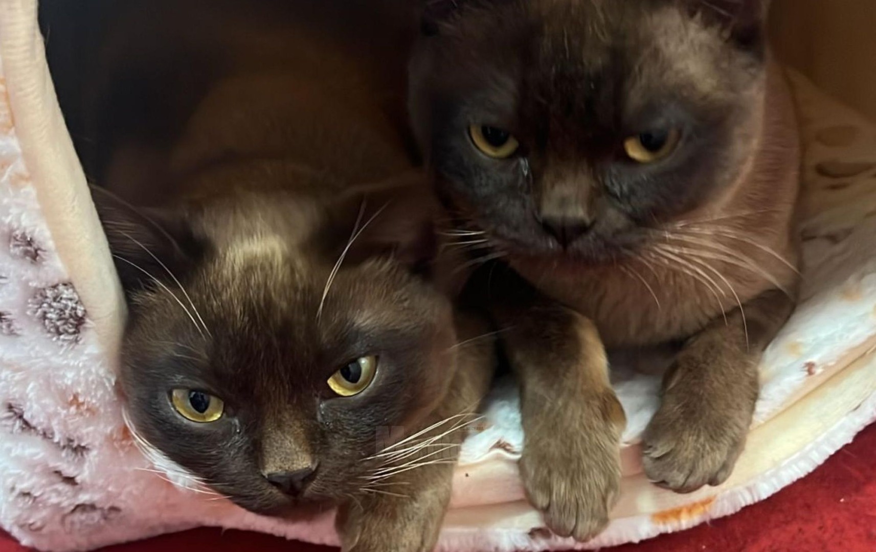 pisici-primarie-suceava