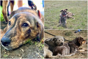 Rocky a fost adoptat după ce a participat în zadar la 6 târguri de adopție