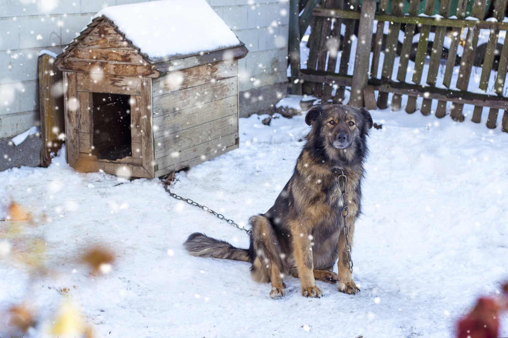 un caine sta in lant in timp ce afara ninge