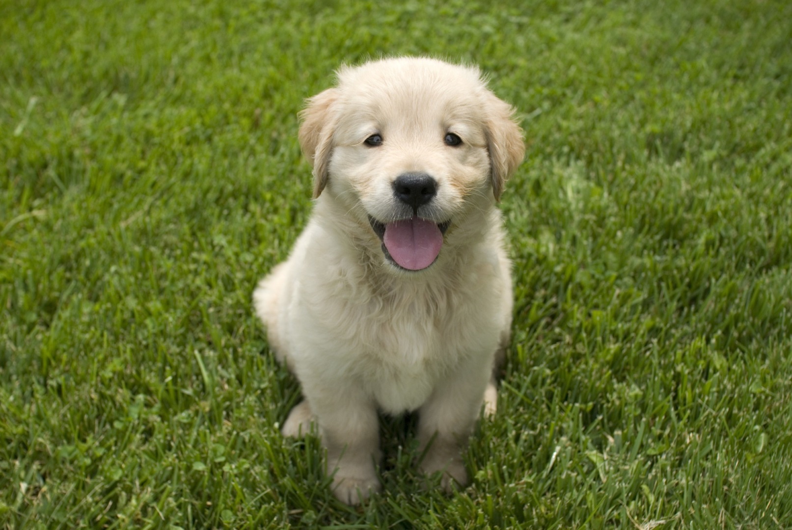 catel-golden-retriever