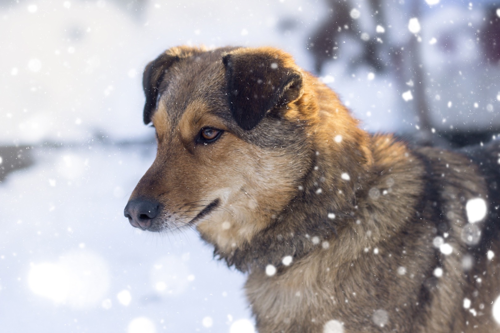 un caine fara stapan afara in timp ce ninge