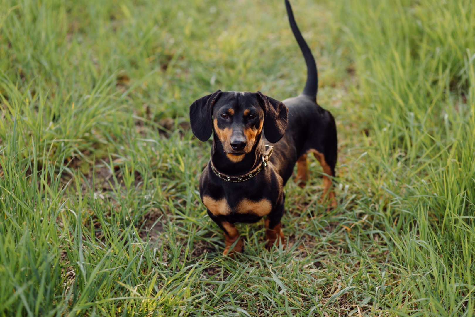 dachshund