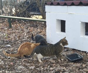 Adăpostul pentru pisicii vagabonzi amenajat de timișoreni FOTO Alin Gorscovoz