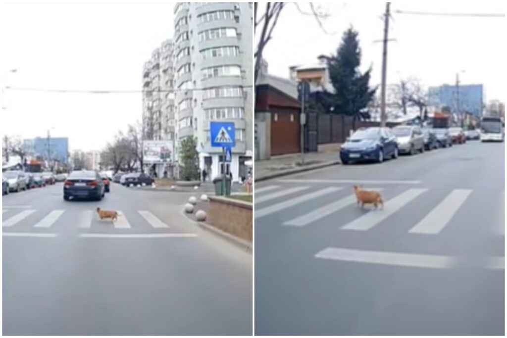 Colaj cu un caine travesrsand strada in bucuresti