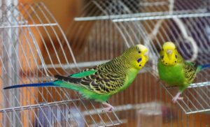 Papagali în colivie