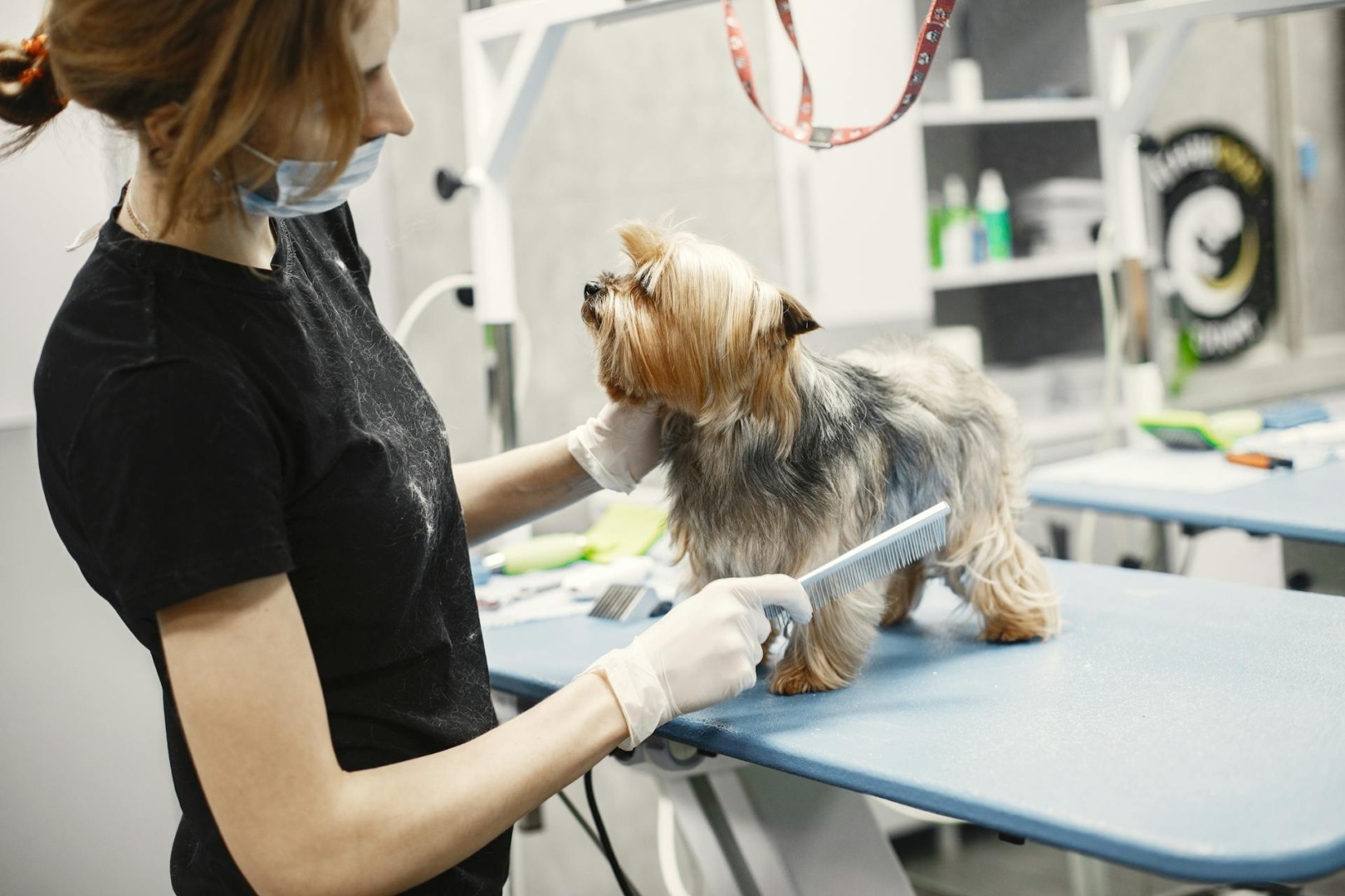 petcare industrie caine tuns