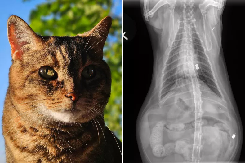 rescue-cats-x-ray