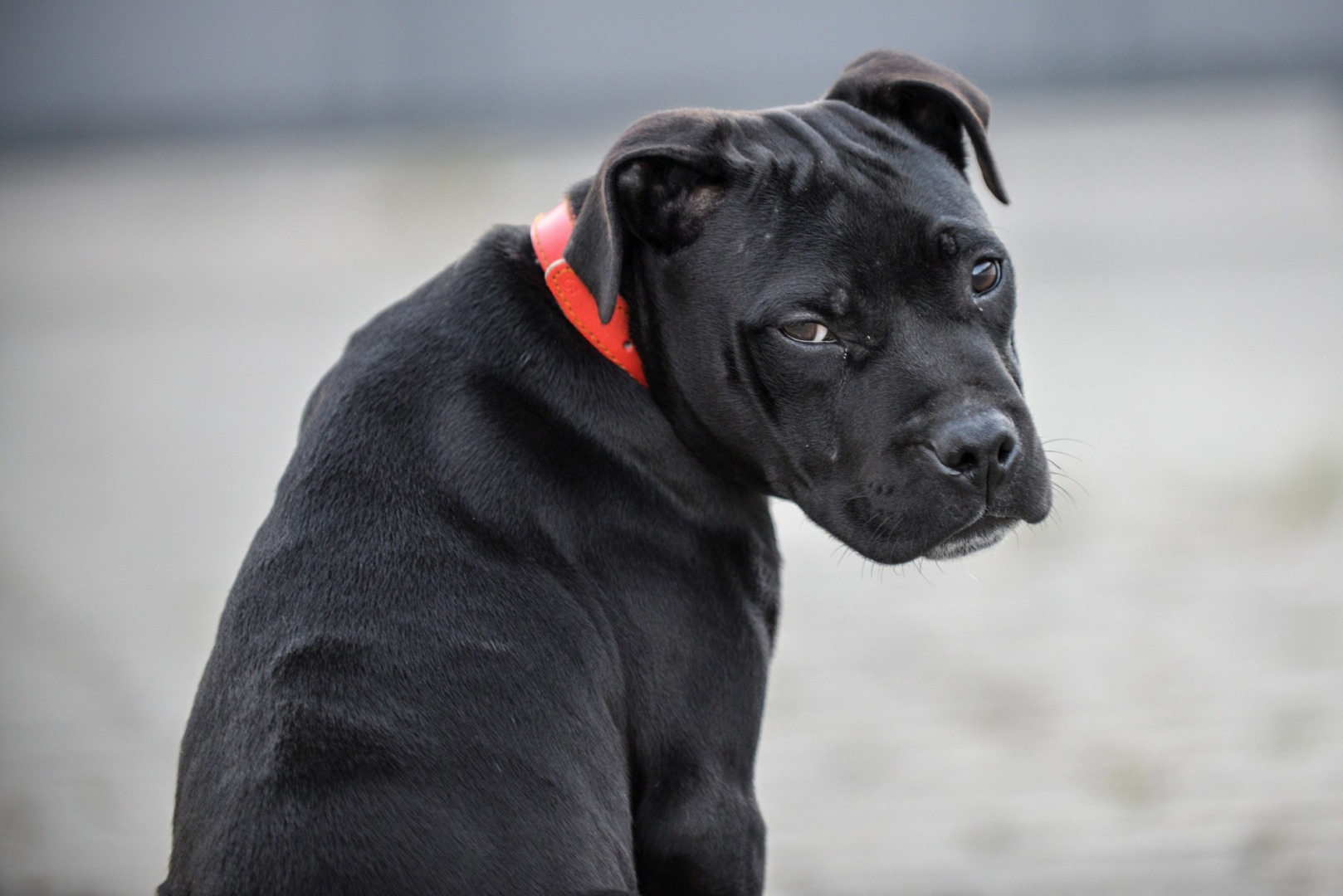 cane corso caine negru