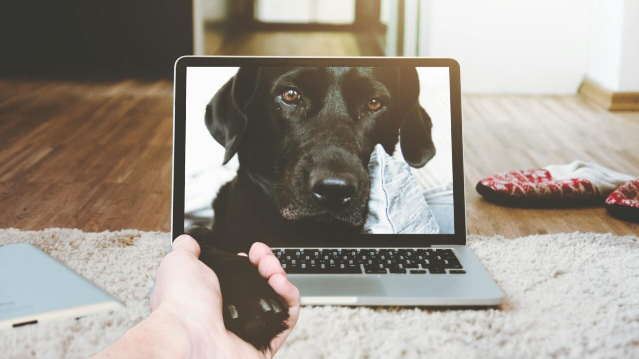 Imaginea unui câine pe display-ul unui laptop și o persoană care îi ține lăbuța în palmă.