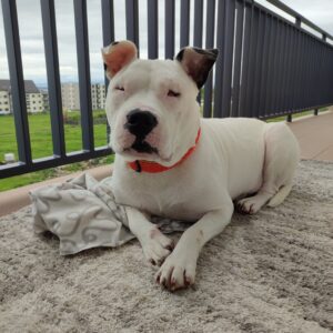 Cățelul orb Rock, stând culcat