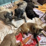 486395158_676122488335153_3480076924520854528_n