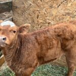 487203987_668097719137630_1122255762924846171_n