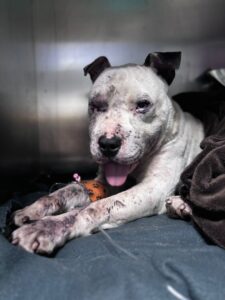 Câinele Rock, cu urme de la bătaie