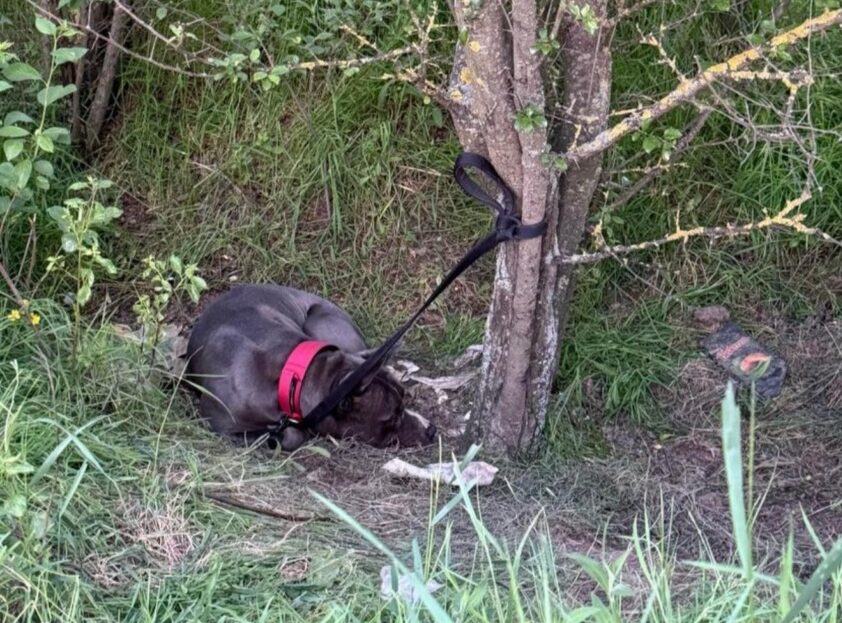 Un Amstaff negru legat de un copac.
