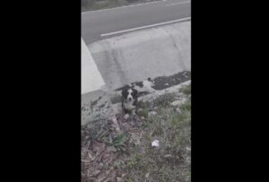 Caine in sant langa mama moarta