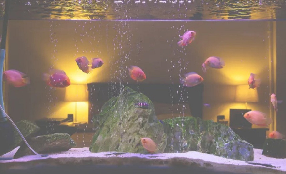 apa tulbure in acvariu