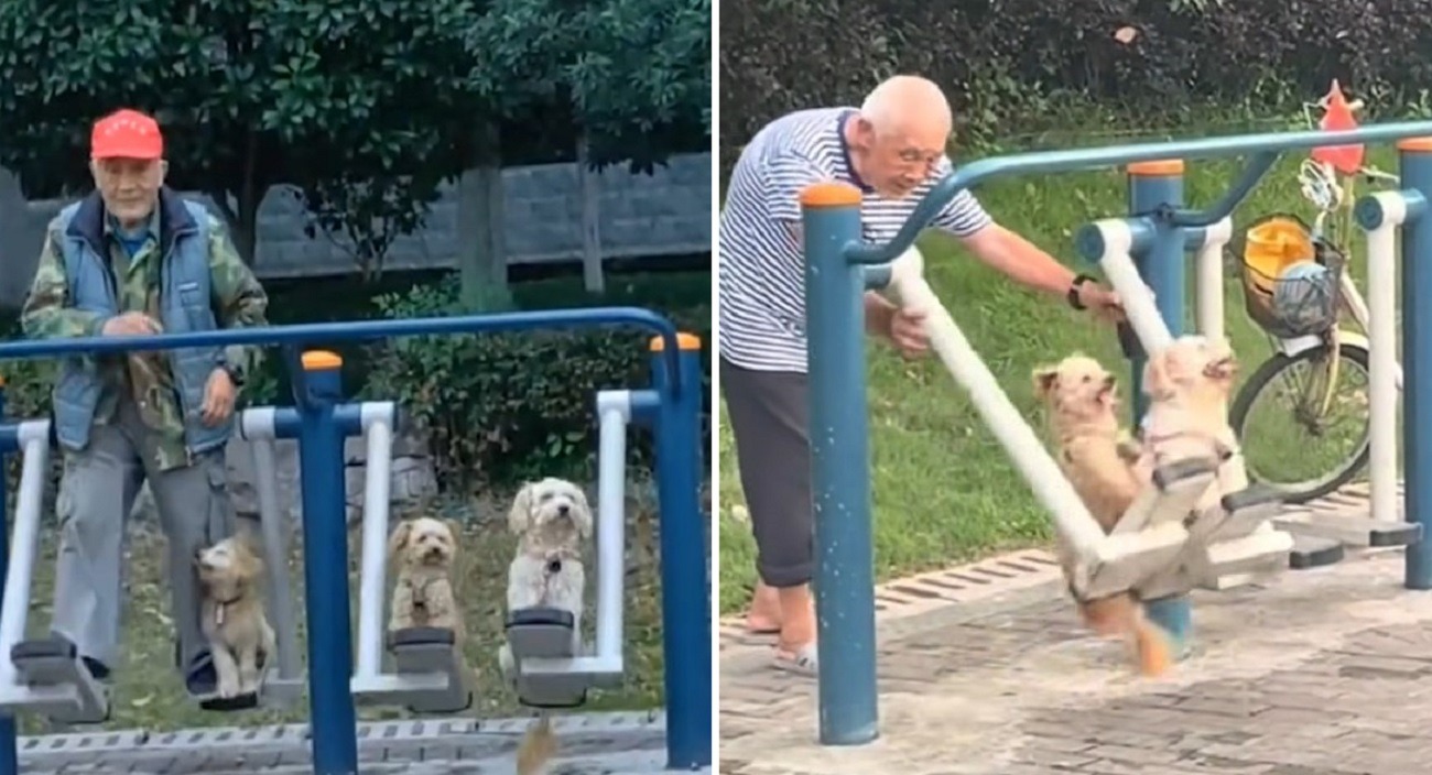 stapanul face miscare impreuna cu cei trei catei