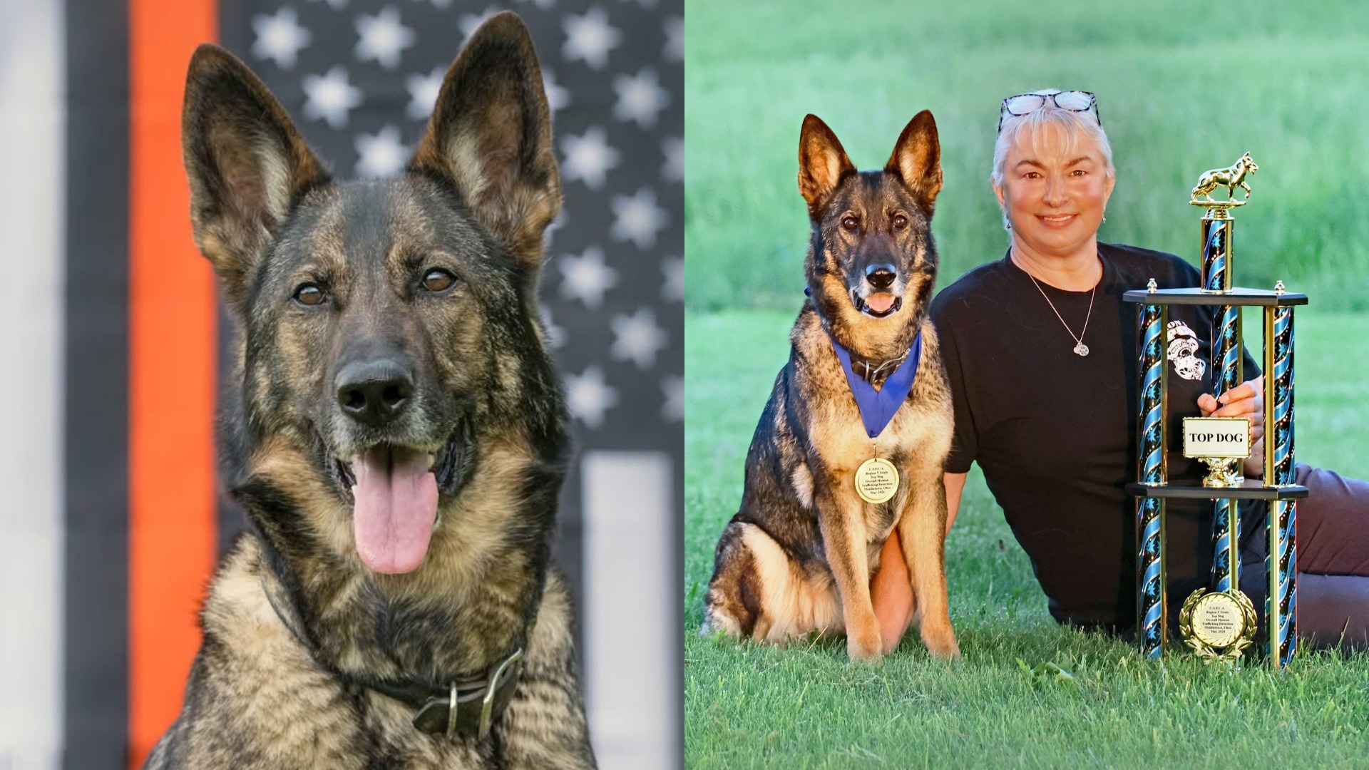 Colaj foto cu Besa, singurul câine din SUA care a primit calificarea „Trafic de persoane”. Cățelușa este voluntar K9 și parte din echipa de Intervenții Speciale din Ohio.