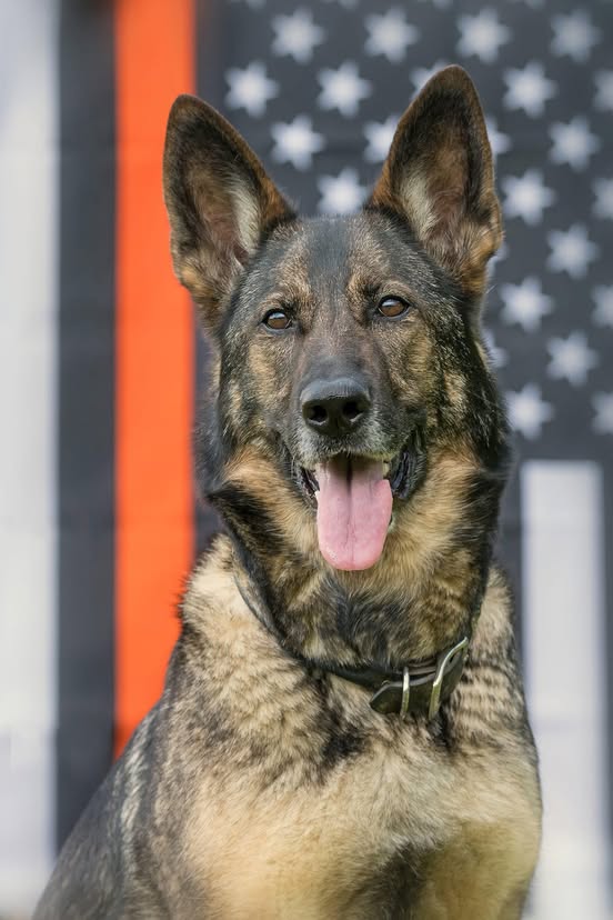 Besa, singurul câine din SUA care a primit calificarea „Trafic de persoane”. Cățelușa este voluntar K9 și parte din echipa de Intervenții Speciale din Ohio.