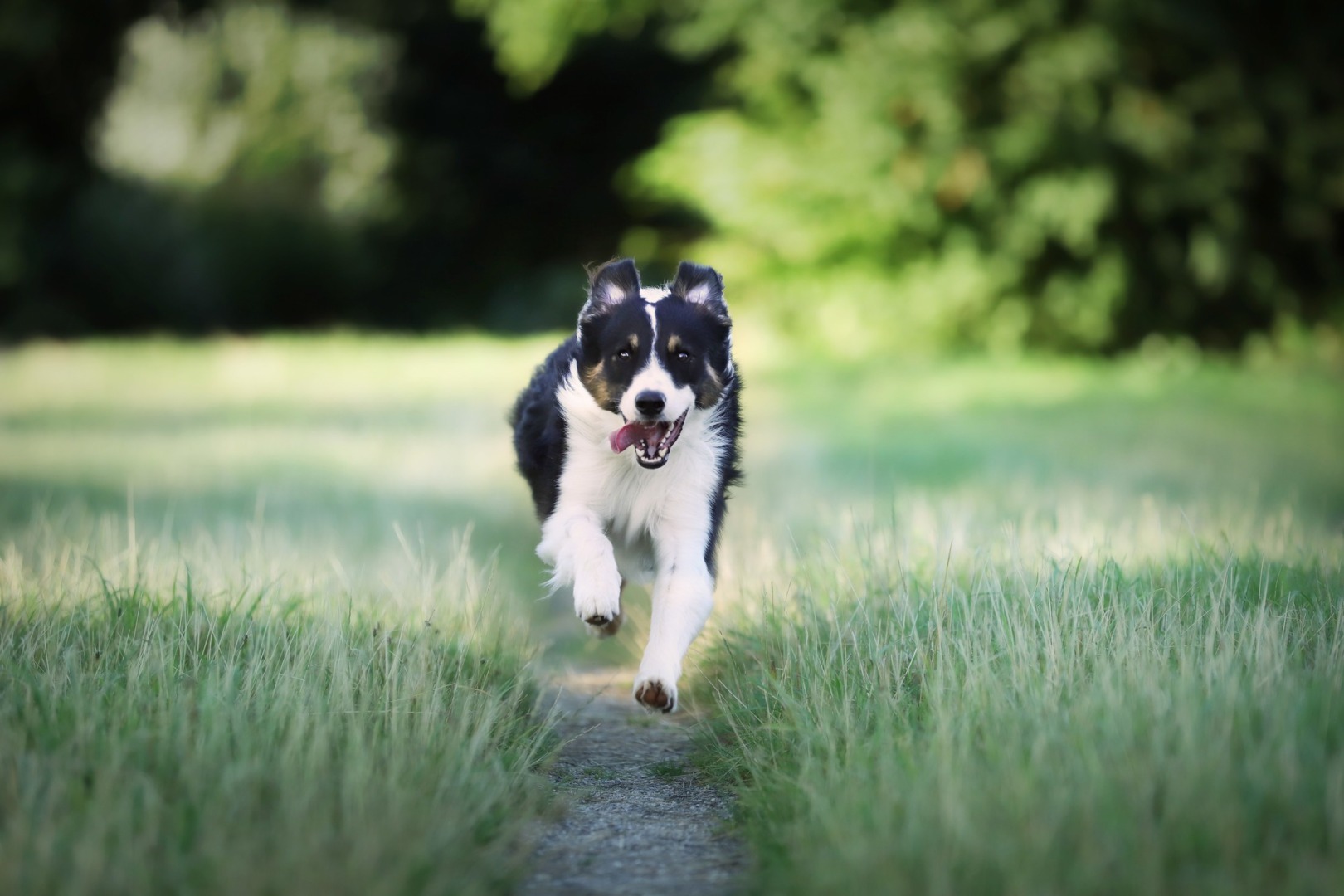 border collie alergând
