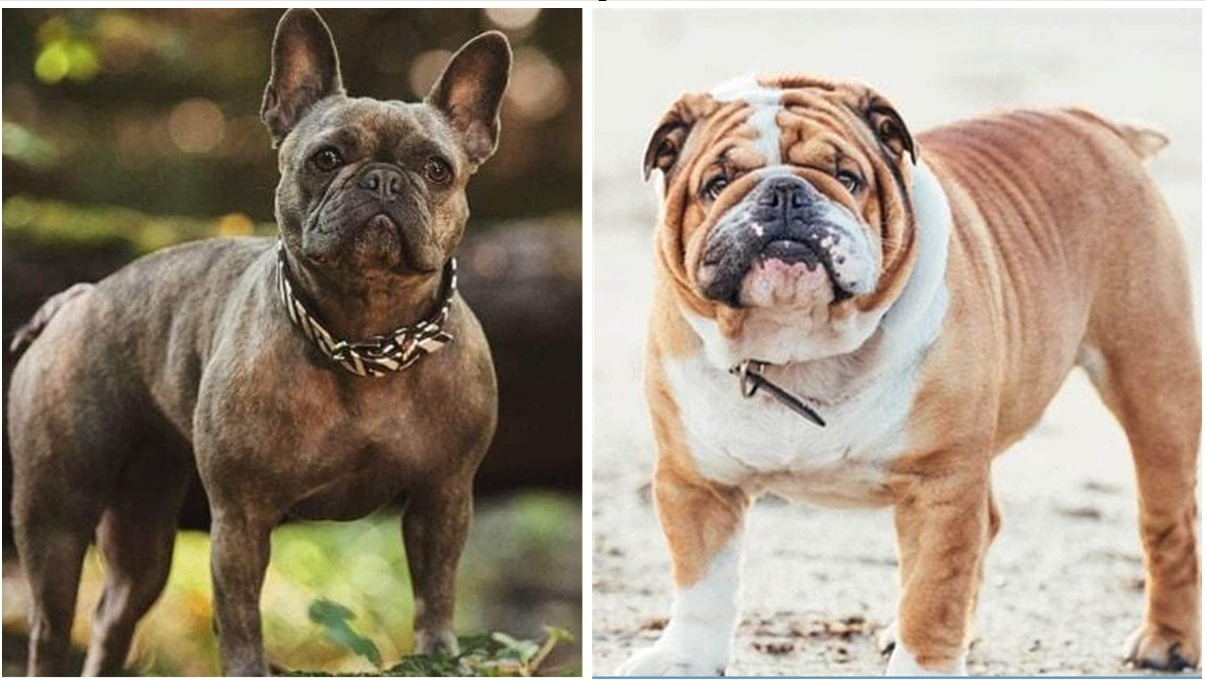 bulldog francez vs bulldog englez