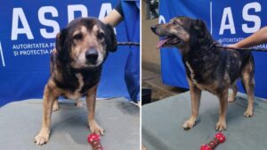 un caine senior de la ASPA Bucuresti