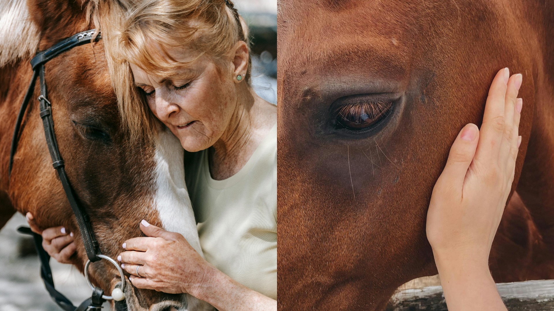 Colaj foto cu o femeie care mângâie un cal și un cal mângâiat pe față.
