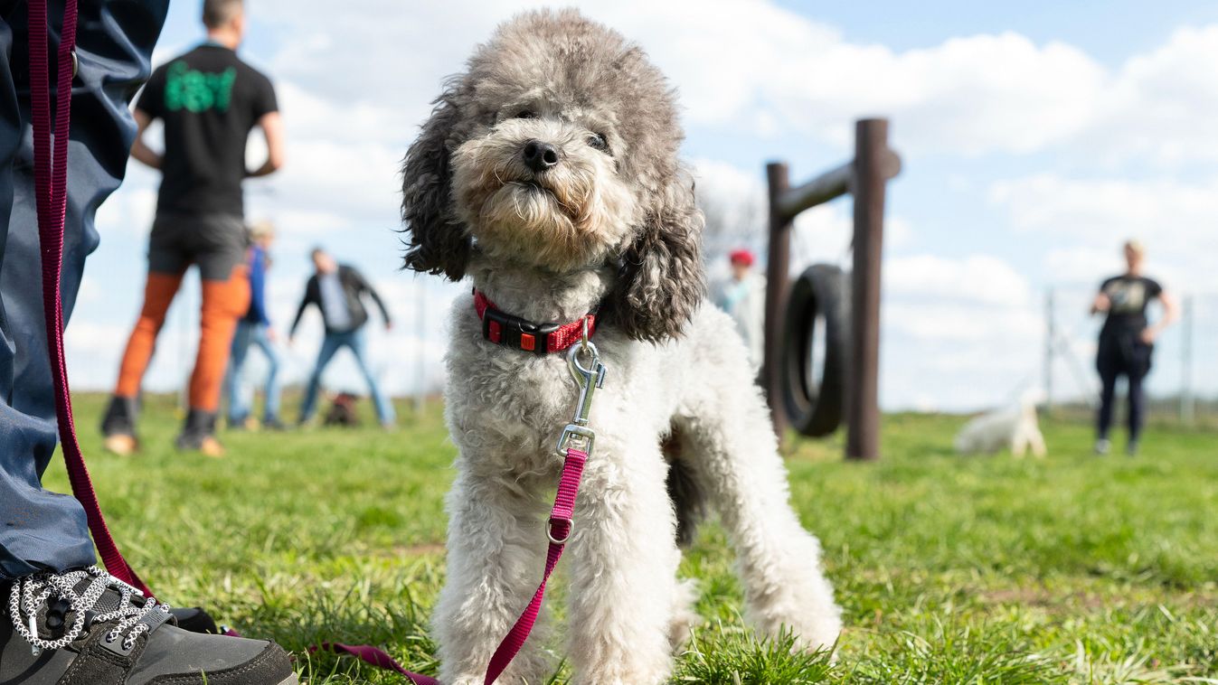 caine de adapost, dresaj