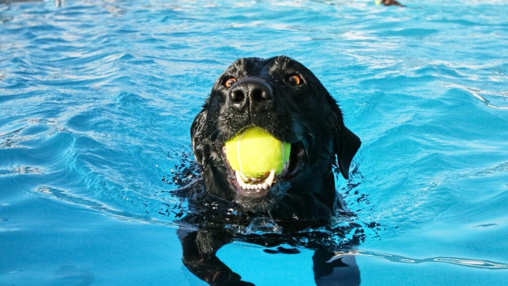 Caine negru in piscina cu minge.