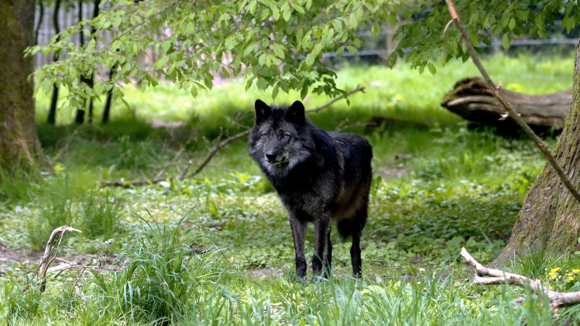 Câine lup cehoslovac cu blană neagră.