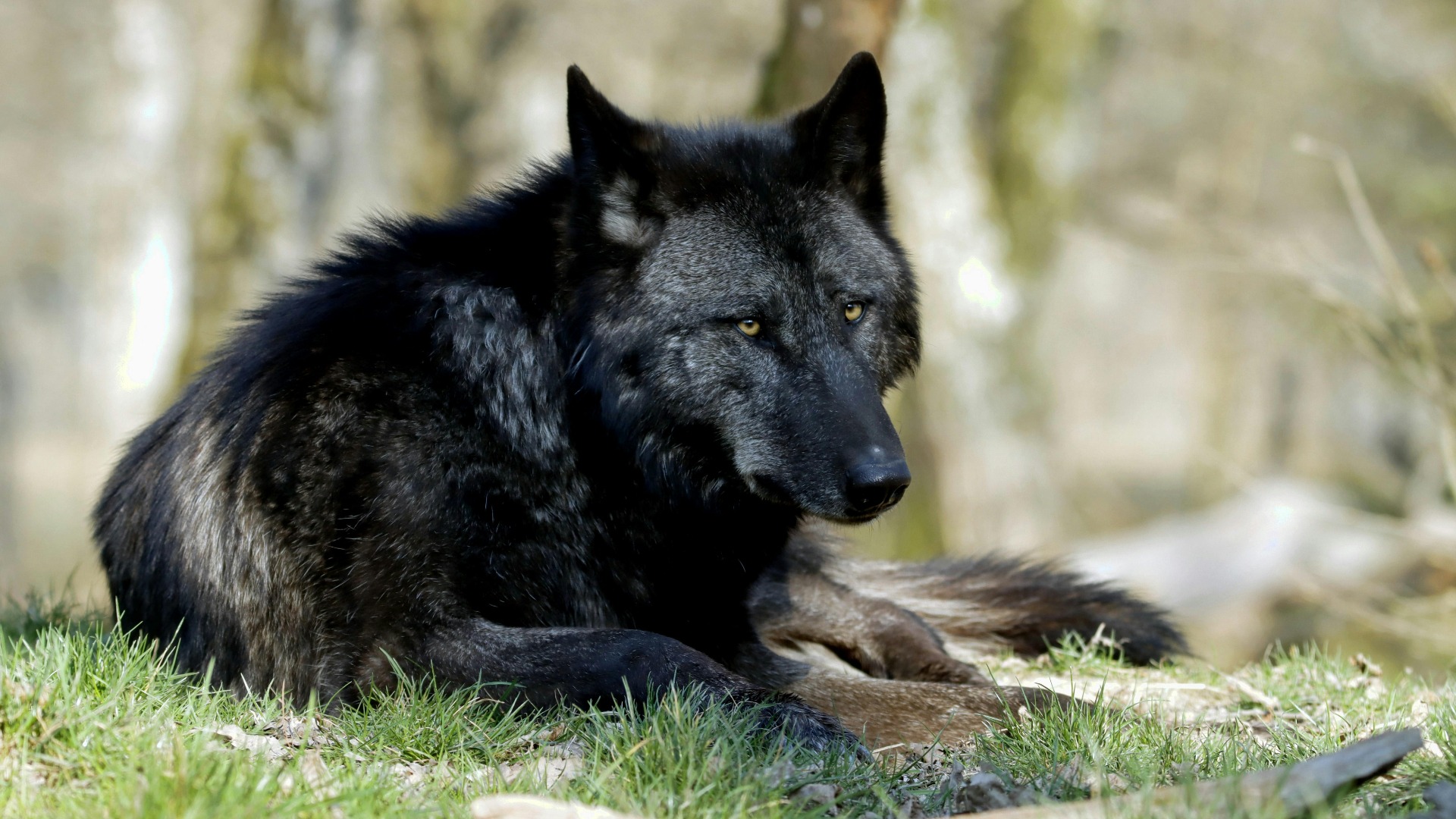 Câine lup cehoslovac negru.