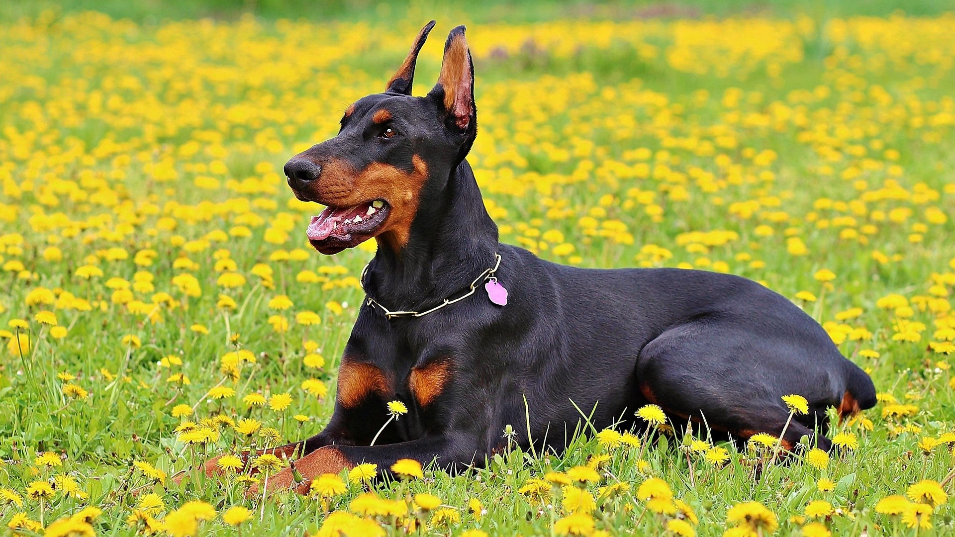 Câine Doberman care stă în iarbă.