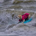 Un câine pe placa de surf, pe val.