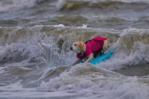 Un câine pe placa de surf, pe val.