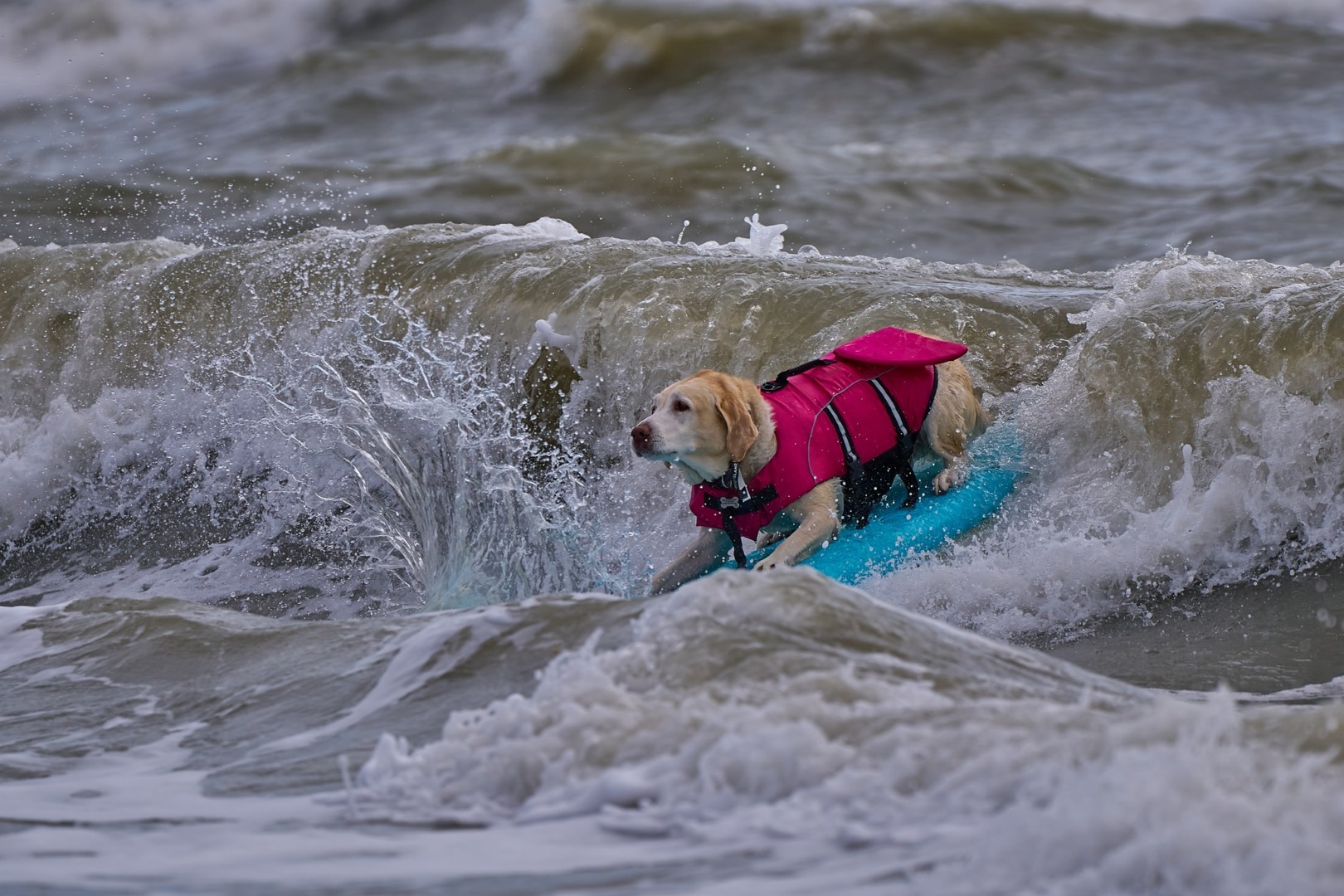 Un câine pe placa de surf, pe val.